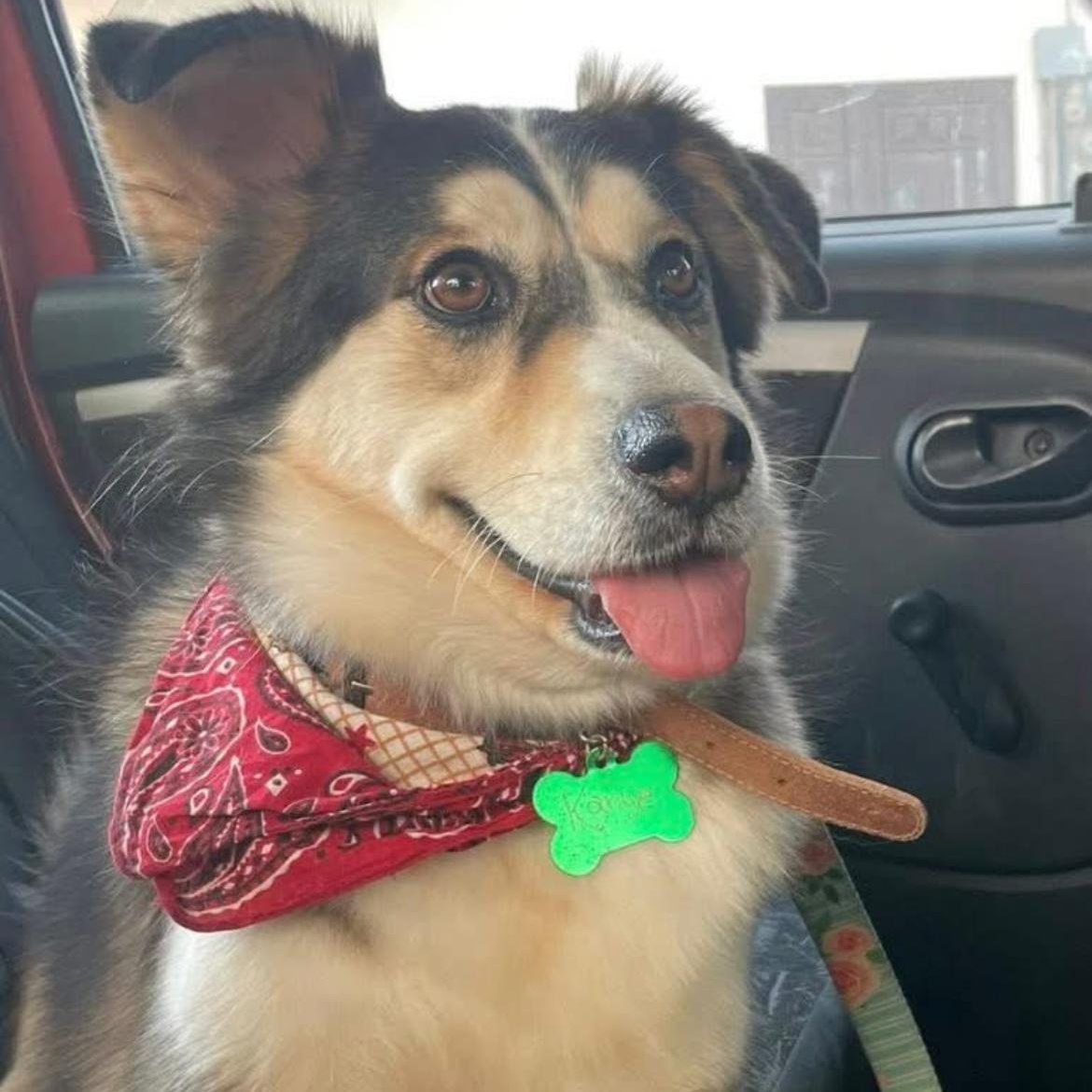 Enlarge Kanye, a Adoptable mixed breed in Puerto Vallarta, JAL image 3/6