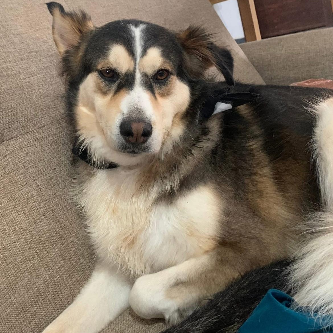 Enlarge Kanye, a Adoptable mixed breed in Puerto Vallarta, JAL image 4/6