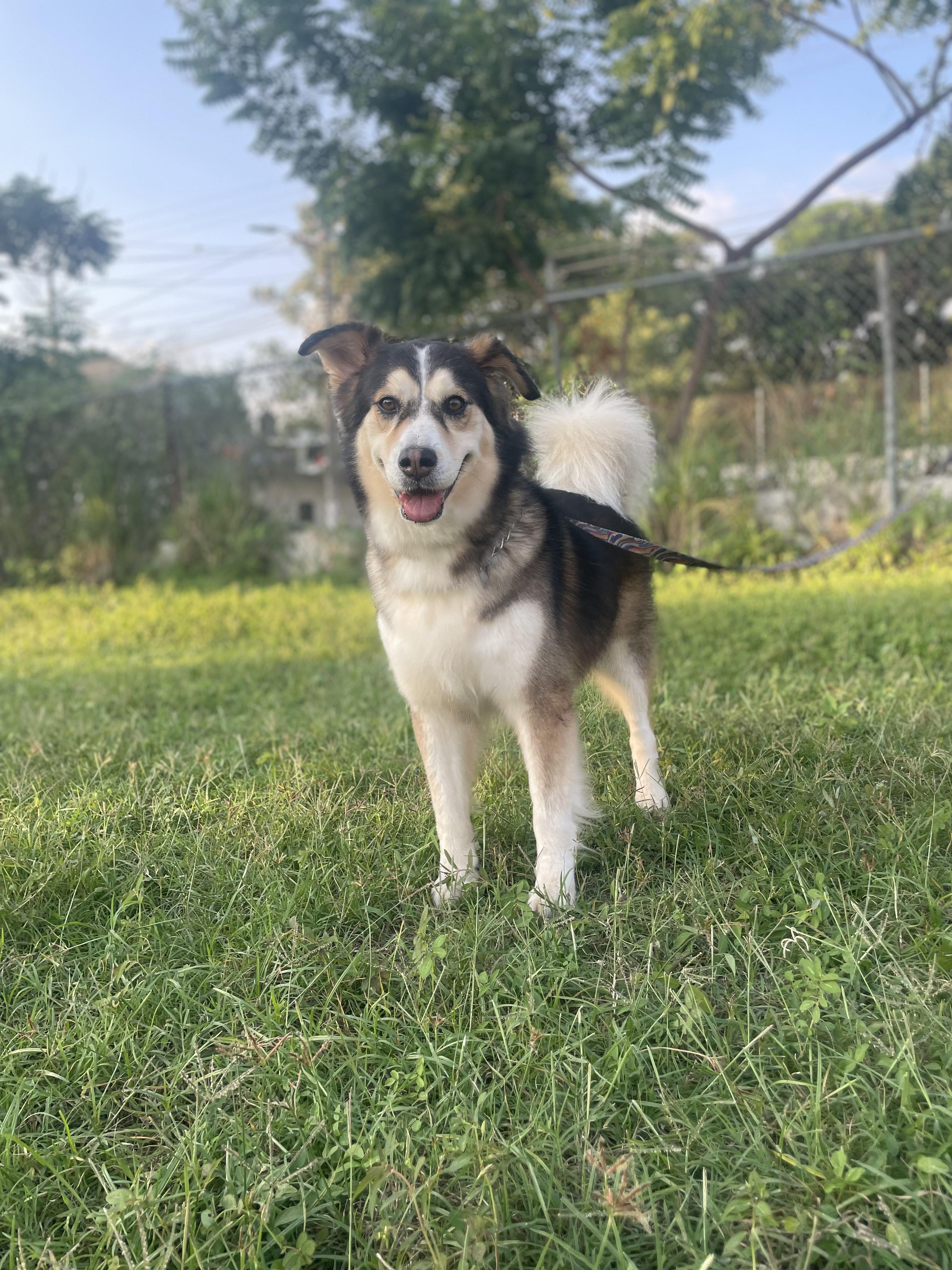 Enlarge Kanye, a Adoptable mixed breed in Puerto Vallarta, JAL image 5/6