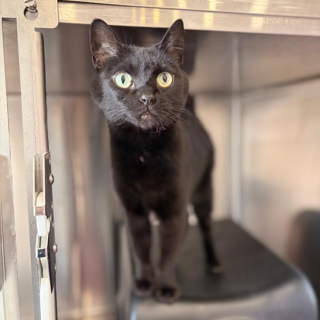 Jiro, Adoptable, Adult Female Domestic Short Hair.