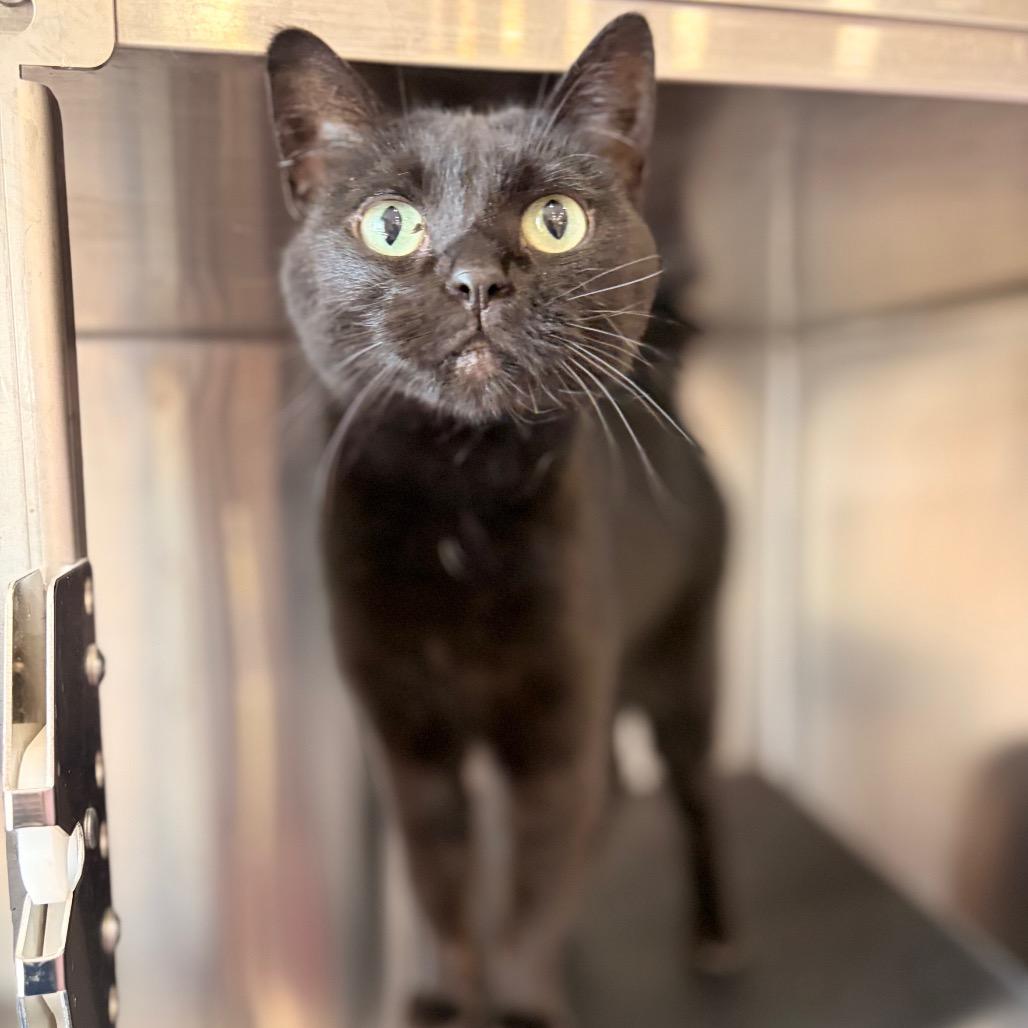 Jiro, a Adoptable Domestic Short Hair in Spokane, WA image 2/2