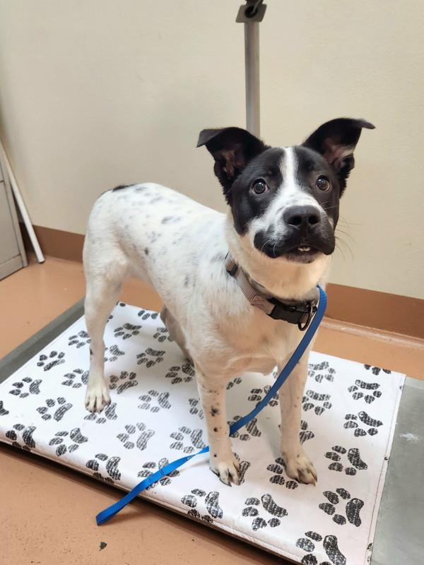 Enlarge Goofy, a Adoptable mixed breed in Kennewick, WA image 1/1