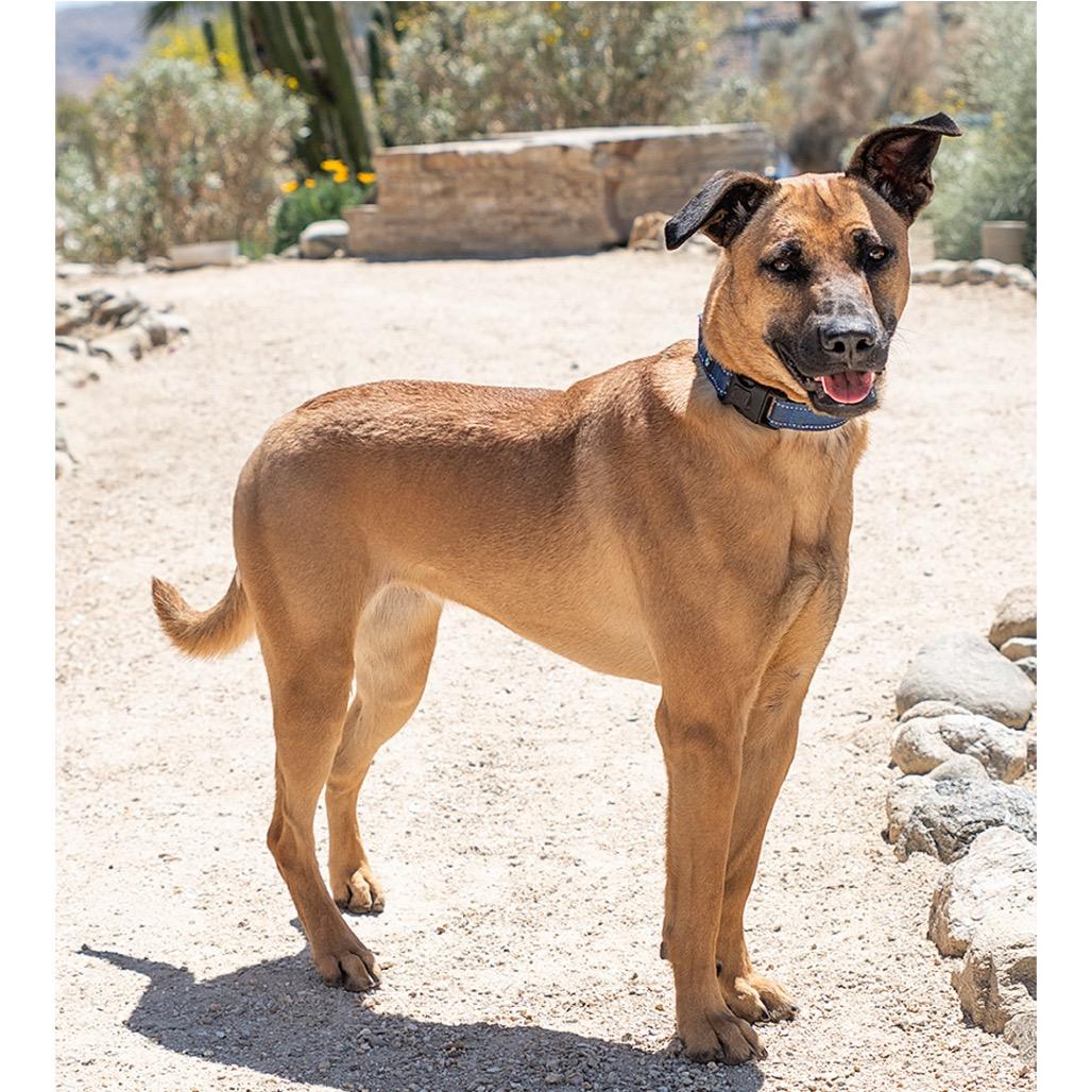 Jessie, Adoptable, Adult Female Mixed Breed.