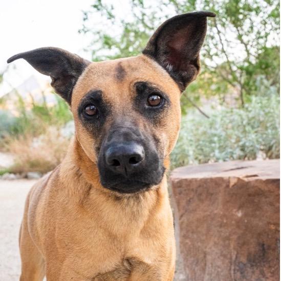 Enlarge Jessie, a Adoptable mixed breed in Riverside, CA image 2/3