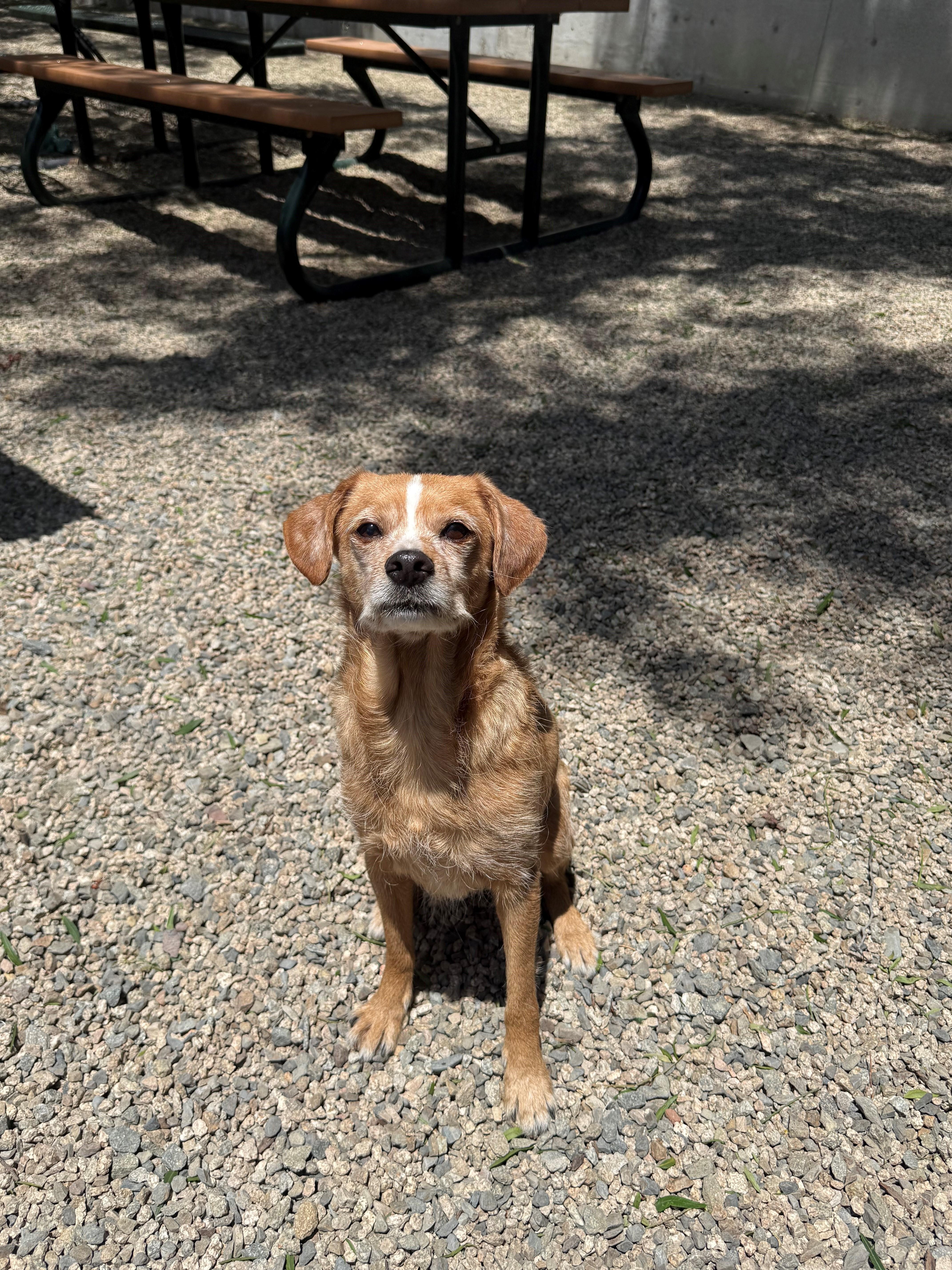Enlarge Poppy, a ADOPTABLE mixed breed in Laguna Beach, CA image 2/3