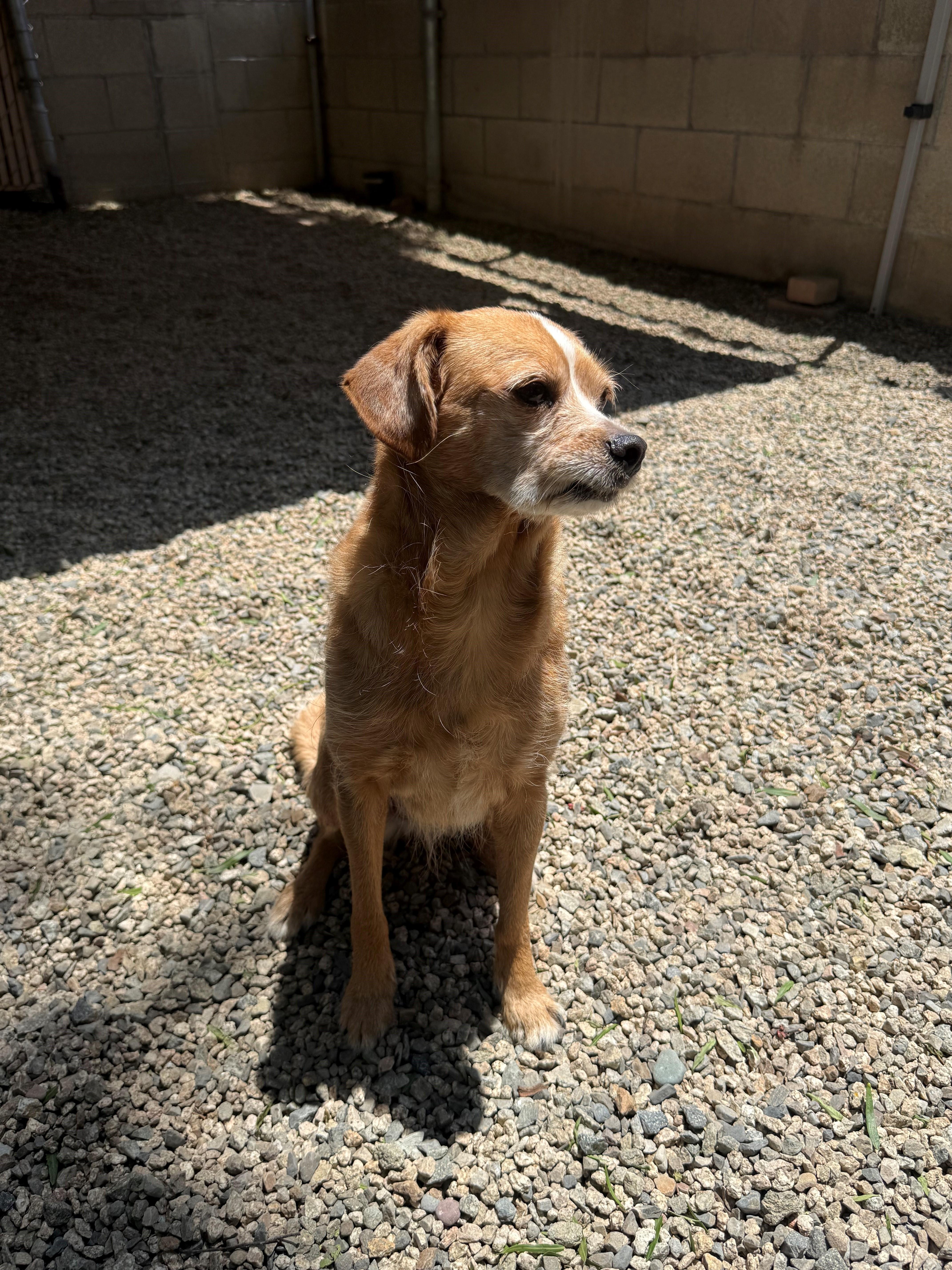 Enlarge Poppy, a ADOPTABLE mixed breed in Laguna Beach, CA image 3/3