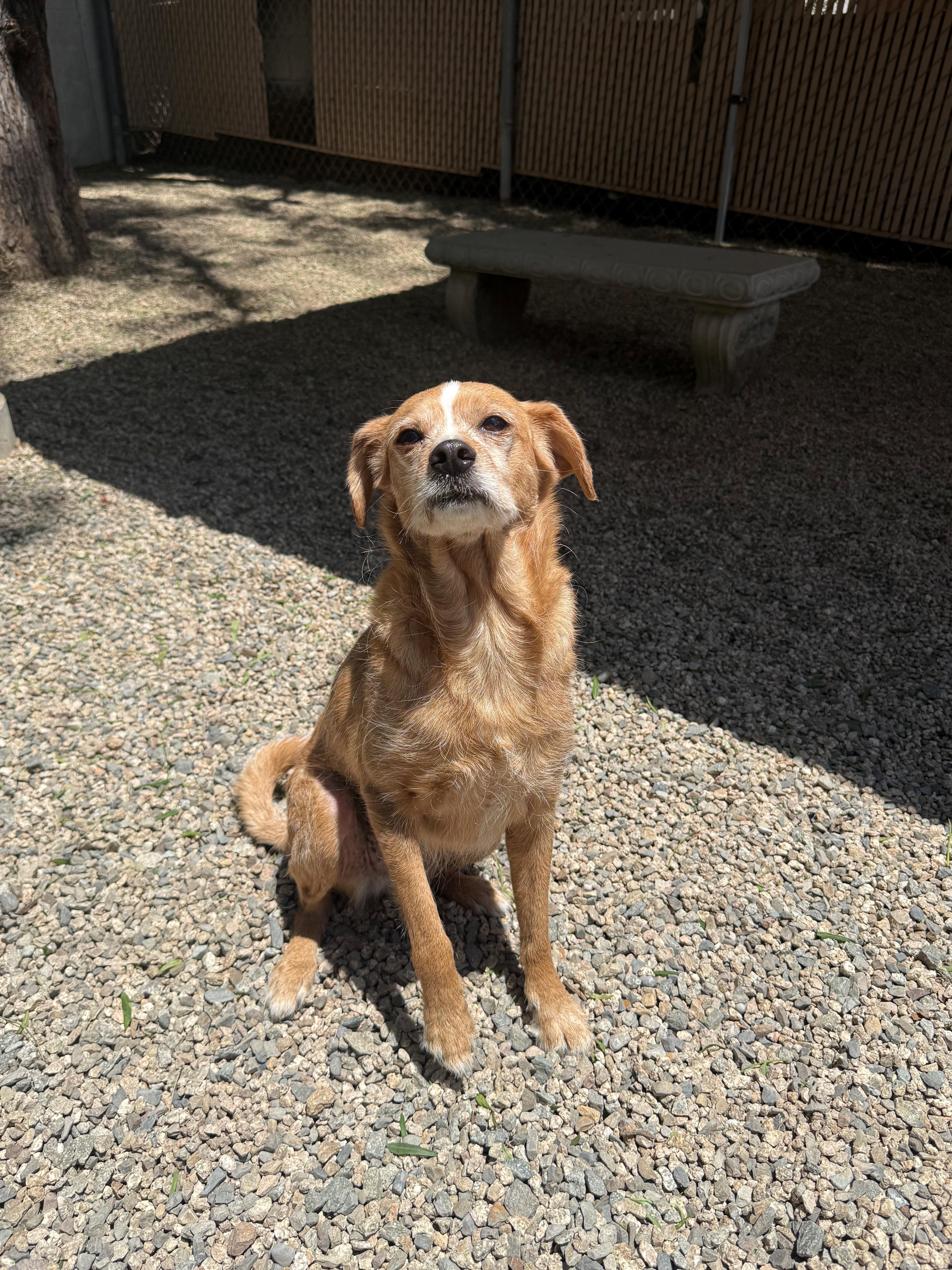 Poppy, ADOPTABLE, Adult Female Beagle & Chihuahua.