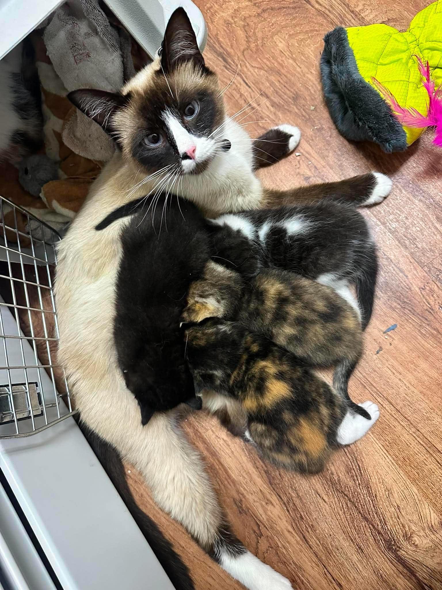 Mystery, Adoptable, Young Female Siamese & Domestic Medium Hair.