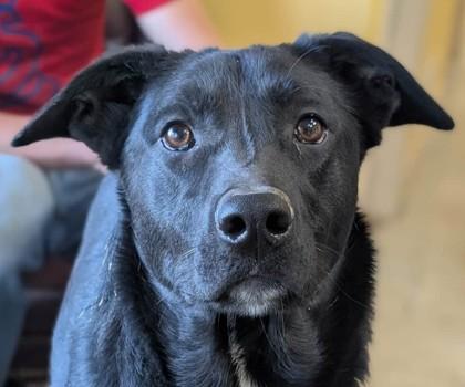 Enlarge Tonio, a Adoptable mixed breed in La Harpe, KS image 2/3