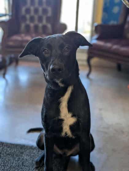 Tonio, Adoptable, Puppy Male Labrador Retriever & Mixed Breed.