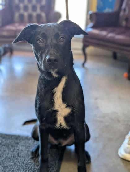 Enlarge Tonio, a Adoptable mixed breed in La Harpe, KS image 3/3