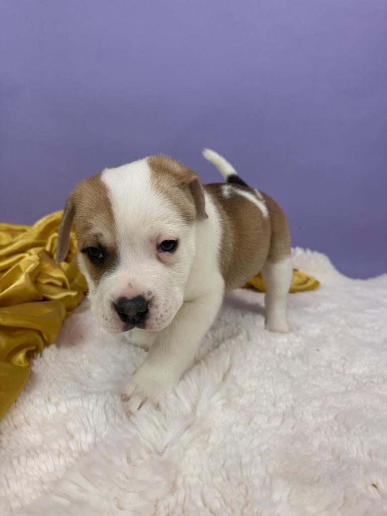 Enlarge Lord, a Adoptable mixed breed in Phoenix, AZ image 1/5