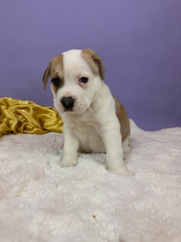 Enlarge Lord, a Adoptable mixed breed in Phoenix, AZ image 2/5