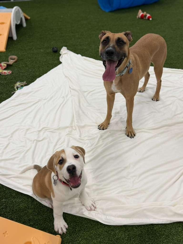 Enlarge Lord, a Adoptable mixed breed in Phoenix, AZ image 1/3