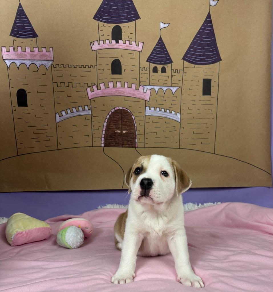 Enlarge Lord, a Adoptable mixed breed in Phoenix, AZ image 3/5