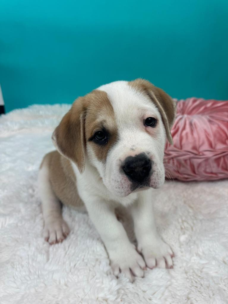 Enlarge Lord, a Adoptable mixed breed in Phoenix, AZ image 4/5