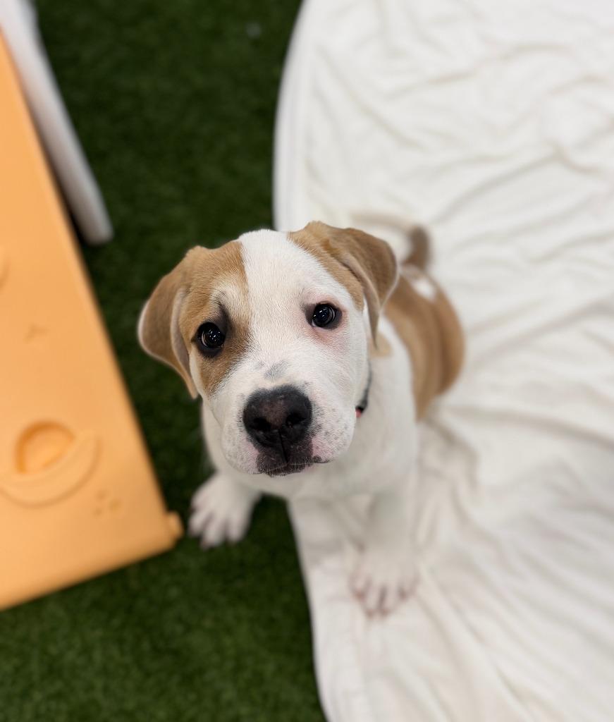Enlarge Lord, a Adoptable mixed breed in Phoenix, AZ image 2/3