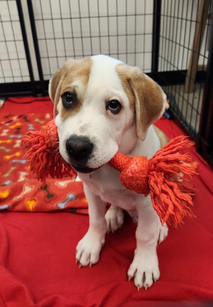 Enlarge Lord, a Adoptable mixed breed in Phoenix, AZ image 3/3