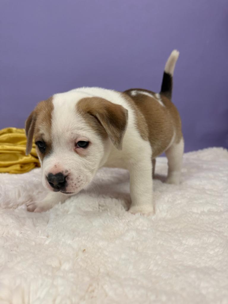 Enlarge Lord, a Adoptable mixed breed in Phoenix, AZ image 5/5