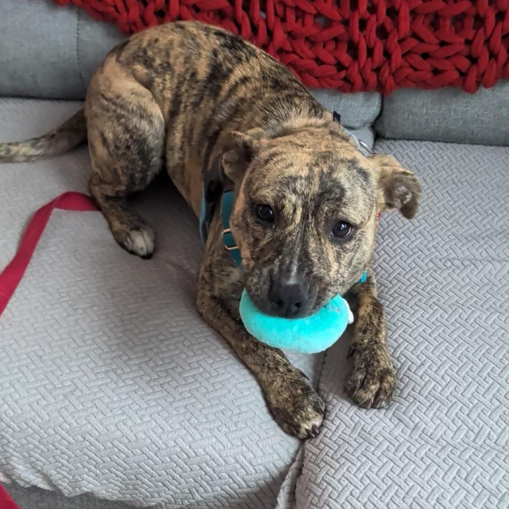 Milan, Adoptable, Puppy Female Mixed Breed.