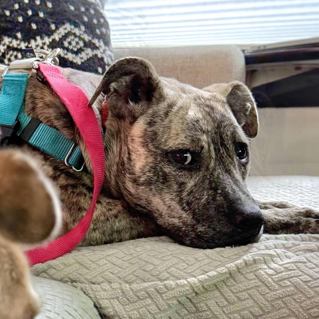 Milan, a Adoptable Mixed Breed in Jersey City, NJ image 2/5