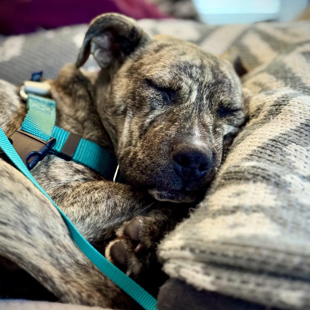 Milan, a Adoptable Mixed Breed in Jersey City, NJ image 3/5