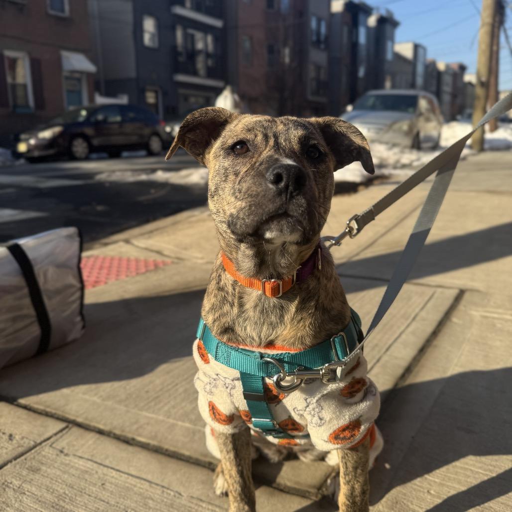 Enlarge Milan, a Adoptable Mixed Breed in Jersey City, NJ image 4/6