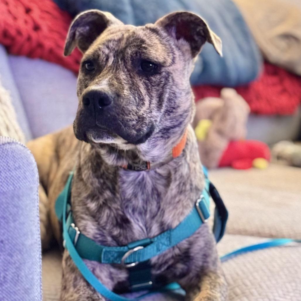 Milan, a Adoptable Mixed Breed in Jersey City, NJ image 4/5