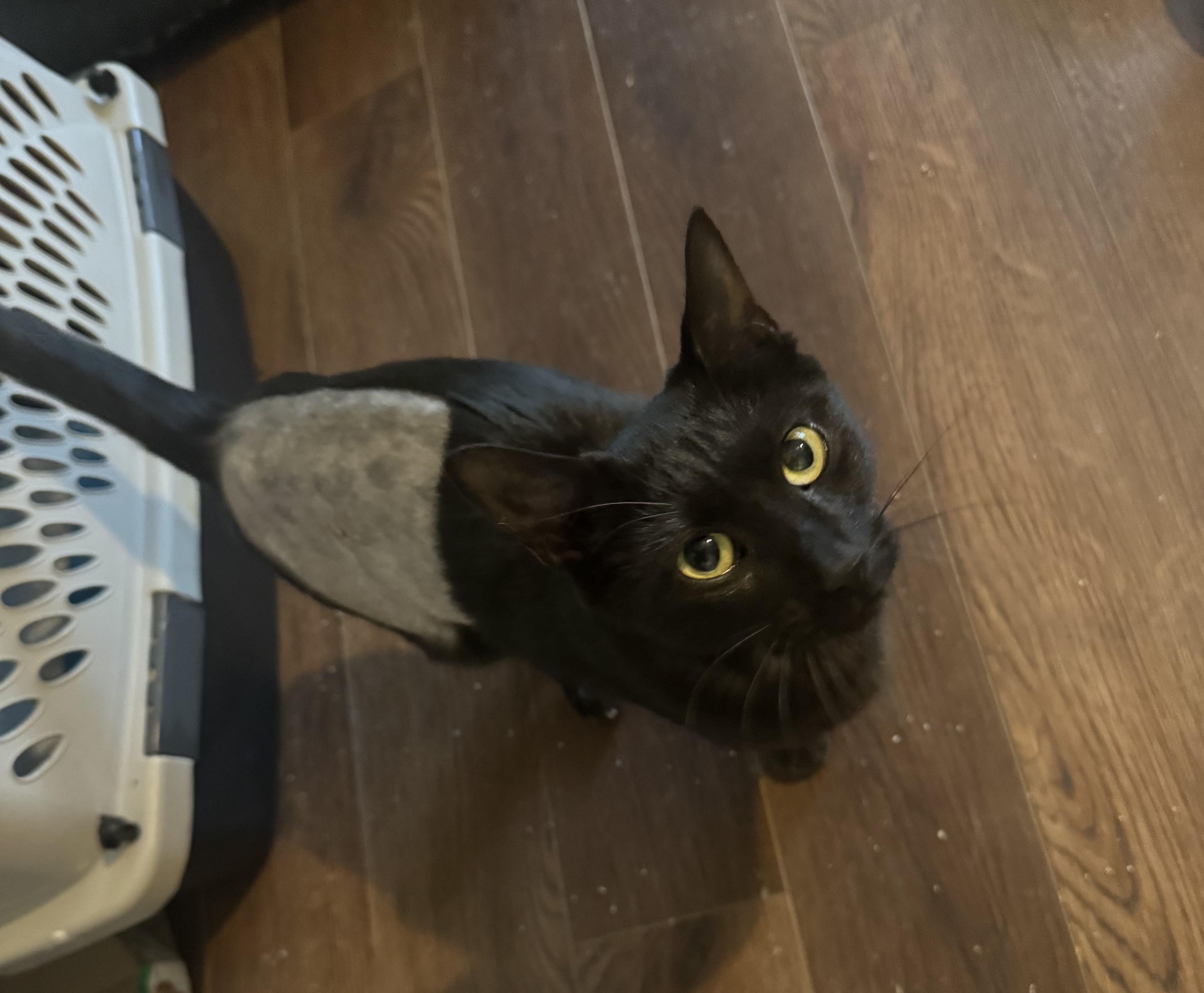 Sprite, Adoptable, Adult Female Domestic Short Hair.