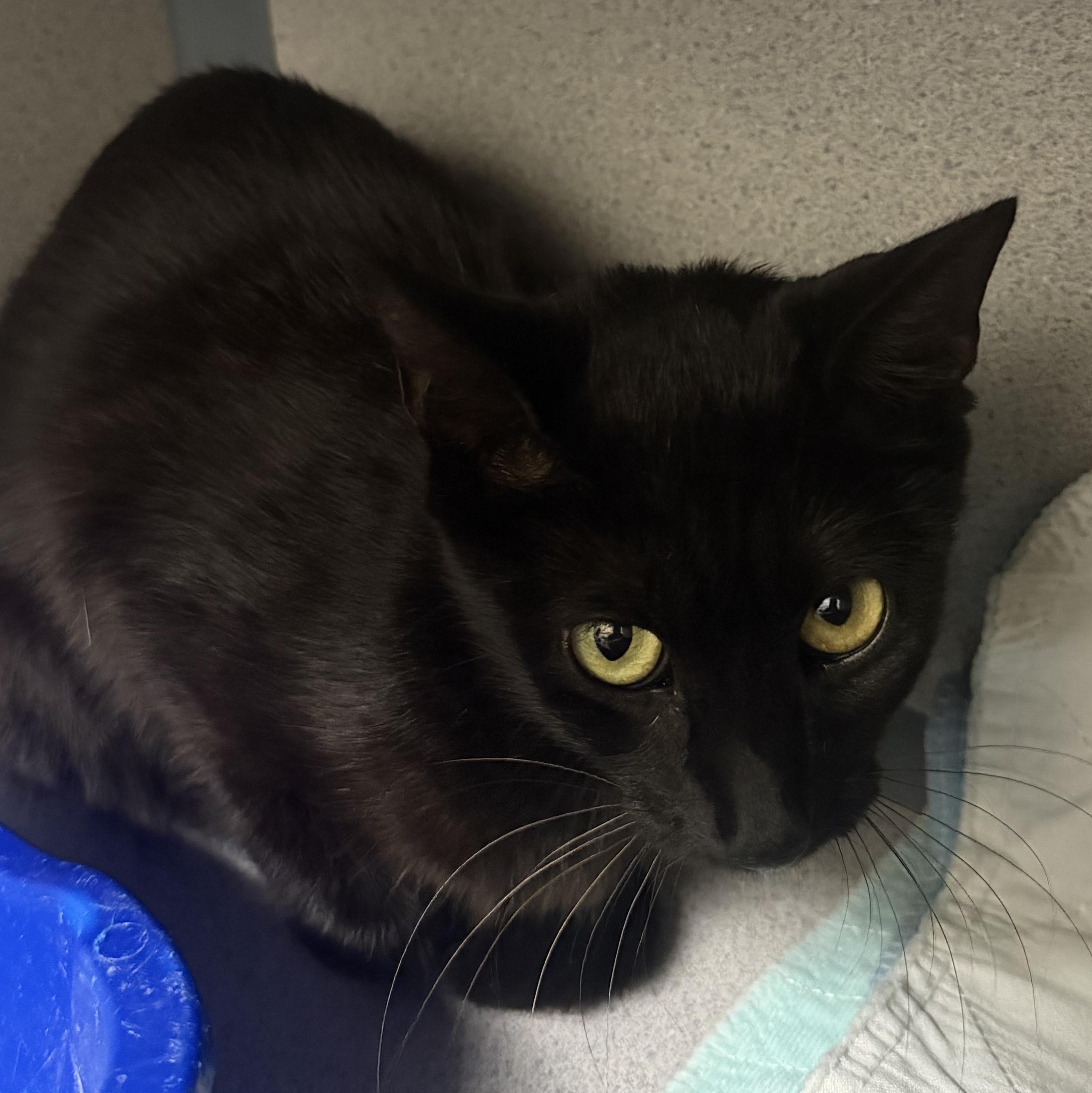 Enlarge Sprite, a Adoptable Domestic Short Hair in Mississippi State, MS image 3/3