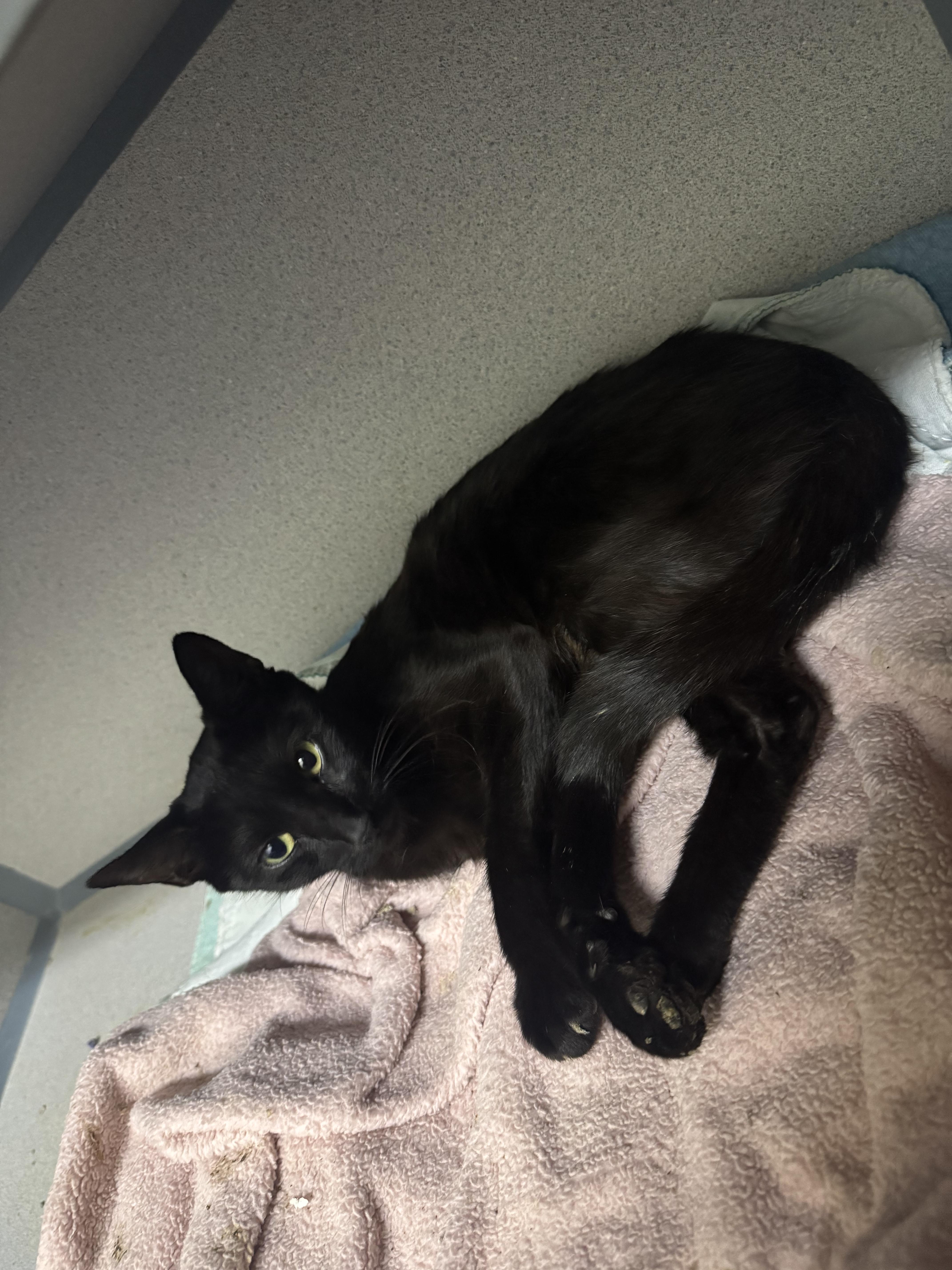Enlarge Sprite, a Adoptable Domestic Short Hair in Mississippi State, MS image 2/3
