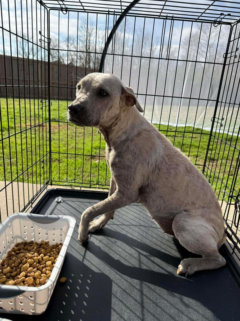 Enlarge Millie, a Adoptable Mixed Breed in Center, TX image 1/1