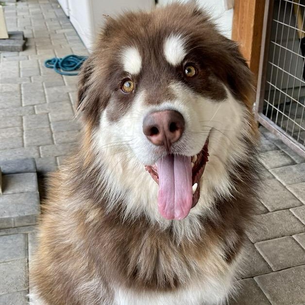 Grizzly — thumbnail 4