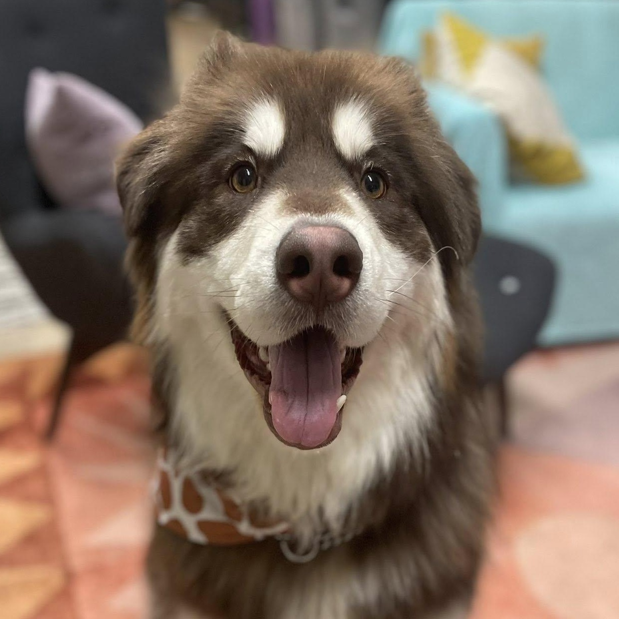 Enlarge Grizzly, a Adoptable Alaskan Malamute in Ellensburg, WA image 1/6