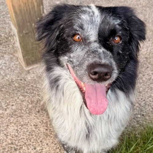 Enlarge Reign, a Adopted Australian Shepherd in Portland, OR image 2/4