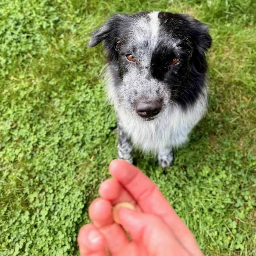 Enlarge Reign, a Adopted Australian Shepherd in Portland, OR image 3/4