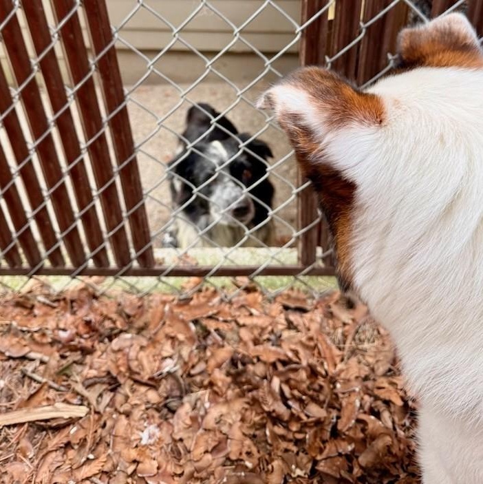 Enlarge Reign, a Adopted Australian Shepherd in Portland, OR image 4/4