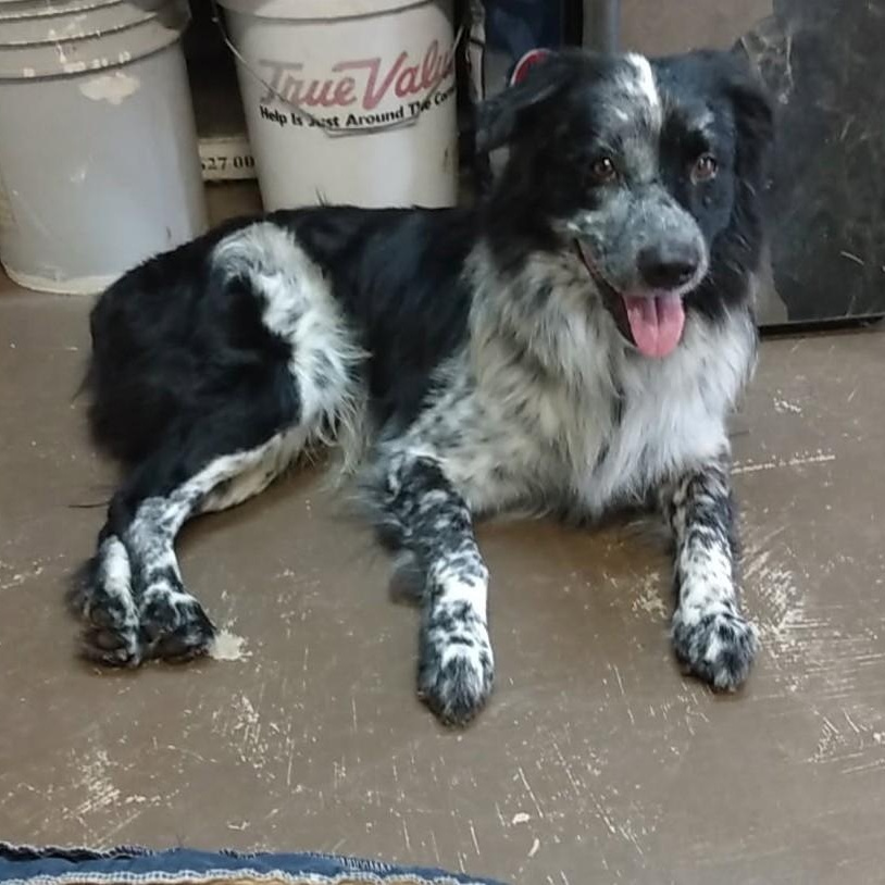 Reign, Adopted, Young Male Australian Shepherd.