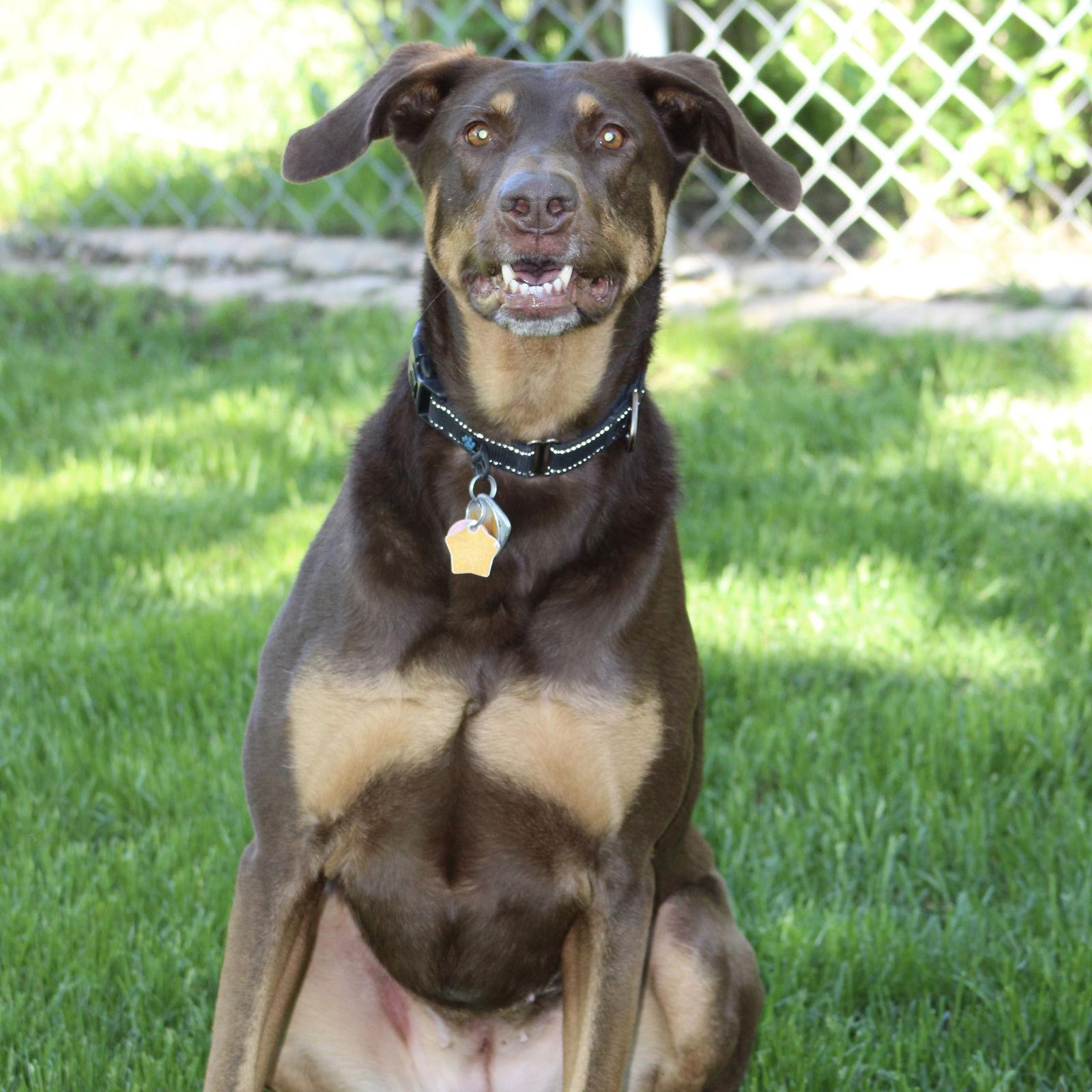 Whiskey - Forever Foster, Adoptable, Adult Female Doberman Pinscher.