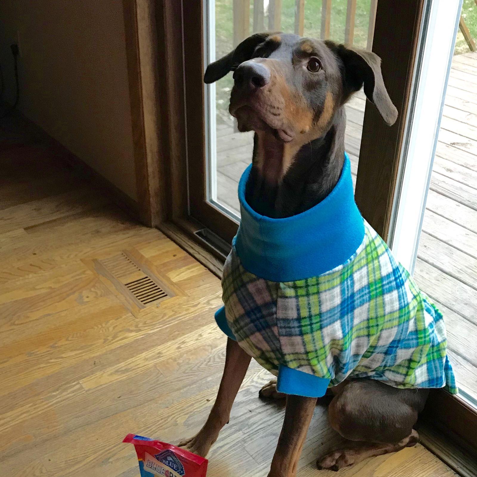 Enlarge Whiskey - Forever Foster, a Adoptable Doberman Pinscher in Minneapolis, MN image 2/3