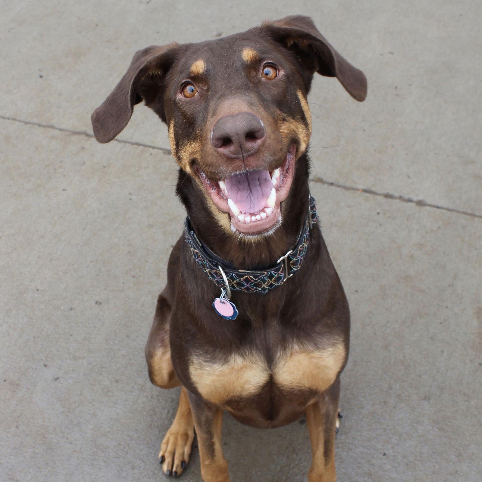 Enlarge Whiskey - Forever Foster, a Adoptable Doberman Pinscher in Minneapolis, MN image 3/3