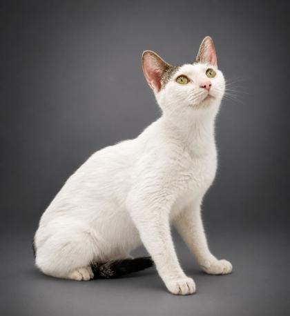 Marcy, Adoptable, Adult Female Domestic Short Hair & Domestic Short Hair.
