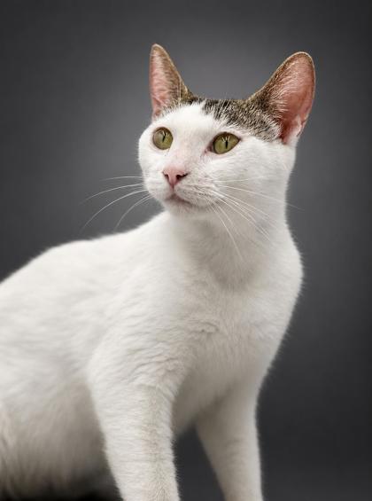 Marcy, a Adoptable mixed breed in Bowling Green, KY image 2/3