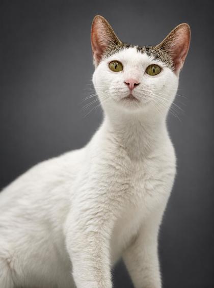 Marcy, a Adoptable mixed breed in Bowling Green, KY image 3/3