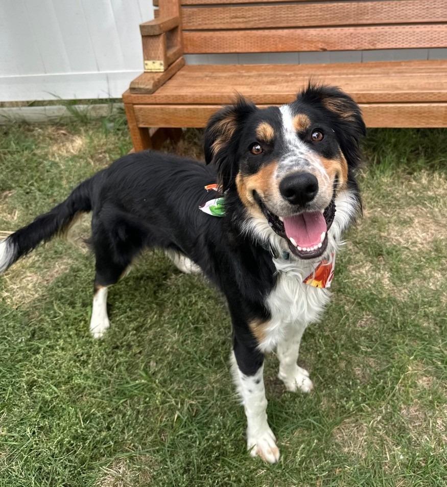Gander, Adoptable, Young Male Australian Shepherd.