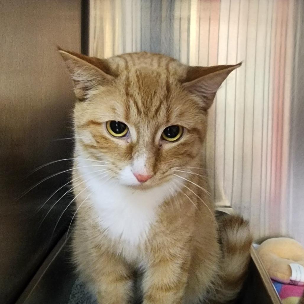 Blaze, Adoptable, Adult Male Domestic Short Hair.