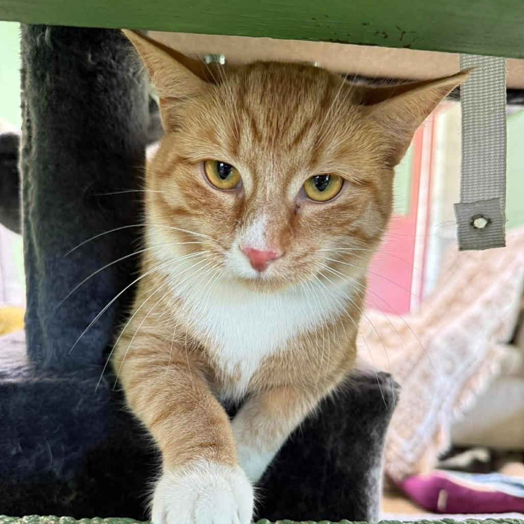 Blaze, a Adoptable Domestic Short Hair in Shinnston, WV image 2/3