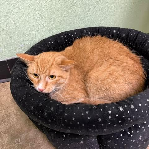 Blaze, a Adoptable Domestic Short Hair in Shinnston, WV image 3/3