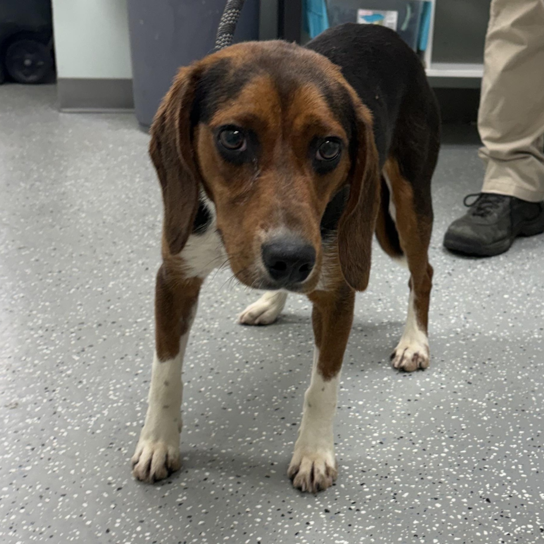 Spin, a ADOPTABLE mixed breed in Bardstown, KY image 4/6