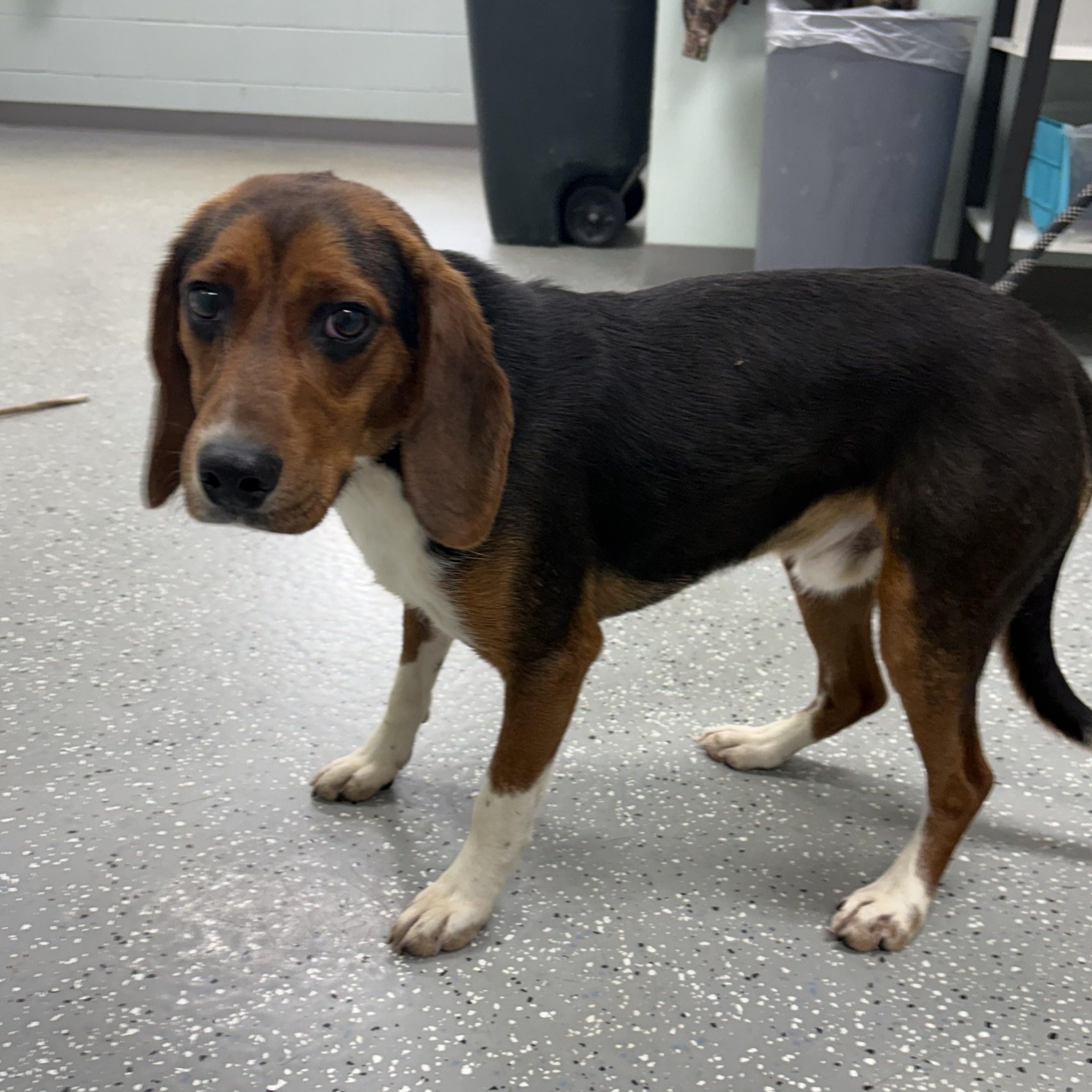 Spin, a ADOPTABLE mixed breed in Bardstown, KY image 2/6